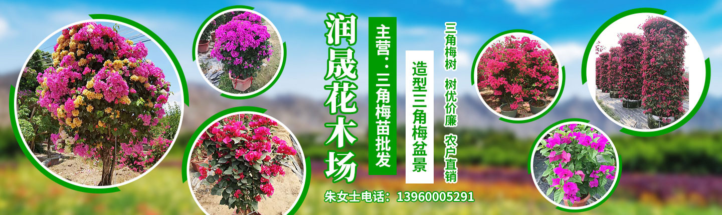 三角梅厂家宣传图